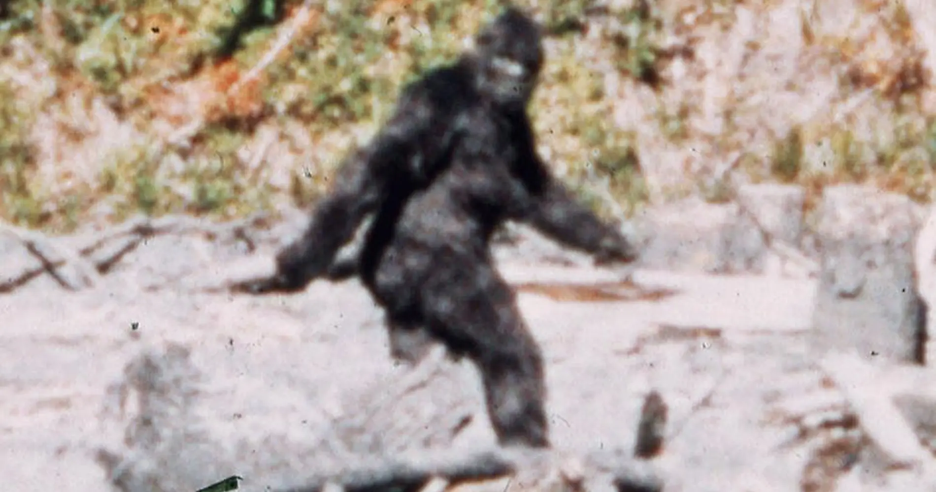 Bigfoot