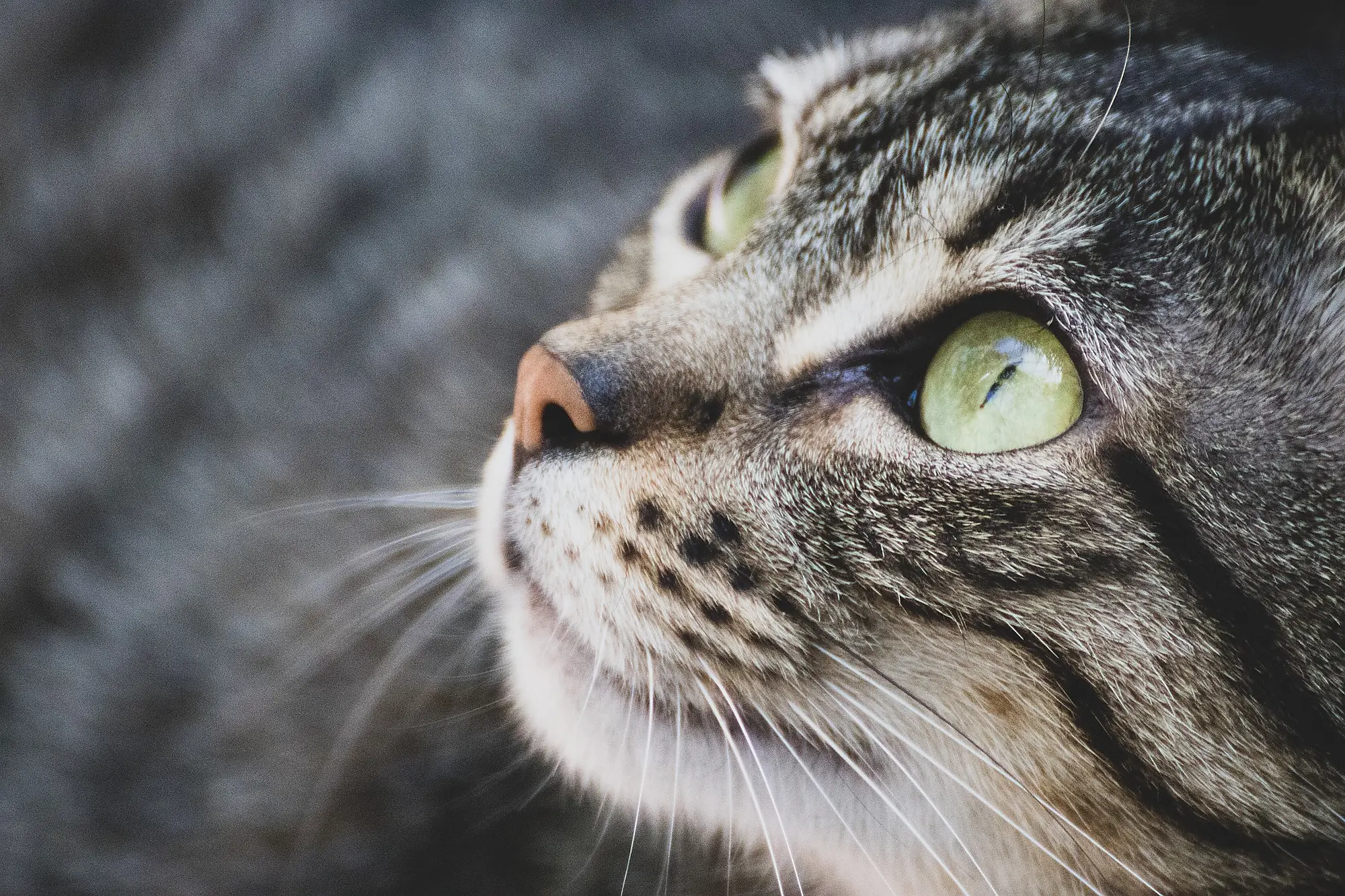 an up close photo of a Cat, references the pets in novels