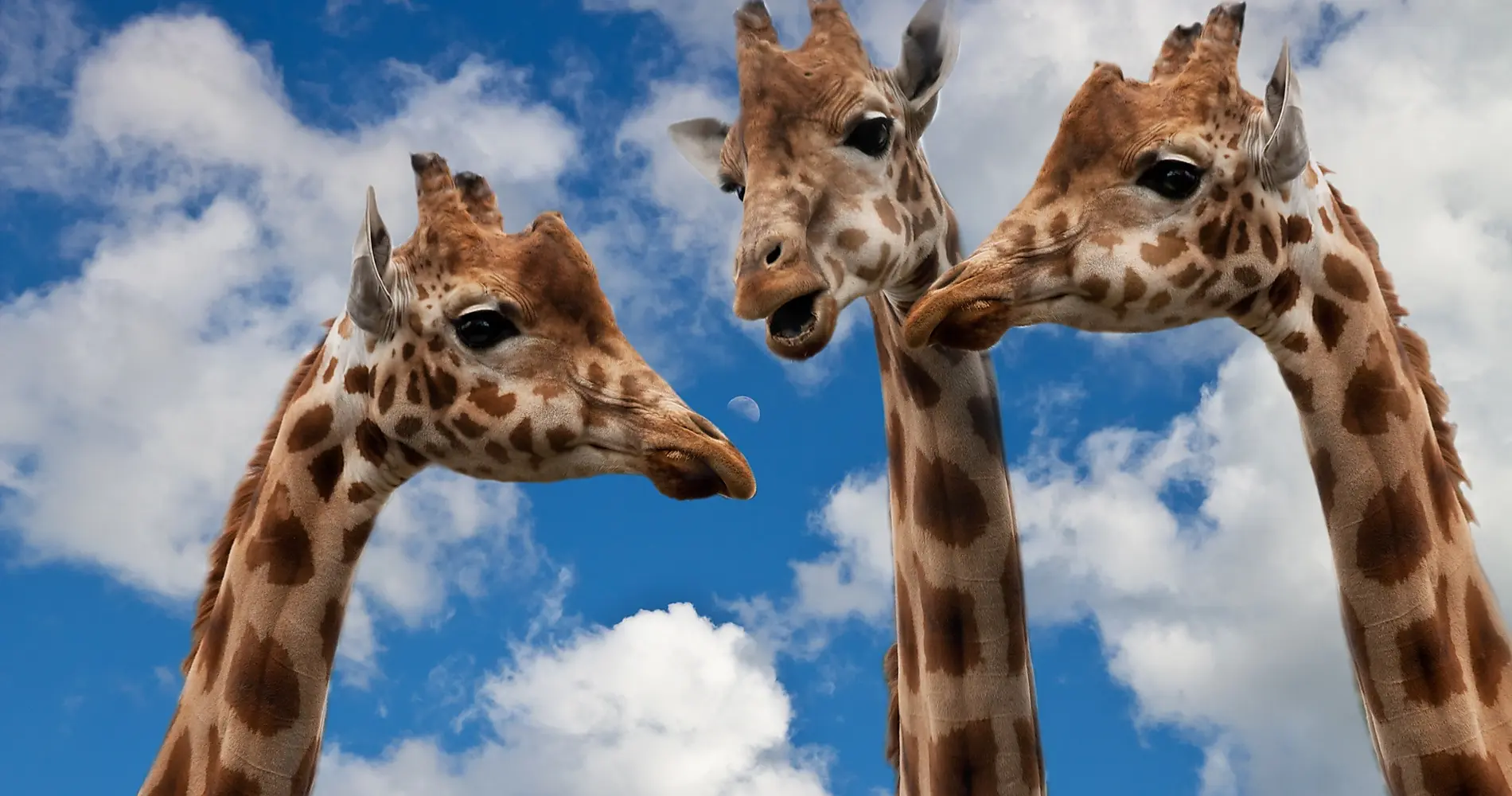 Giraffes talking