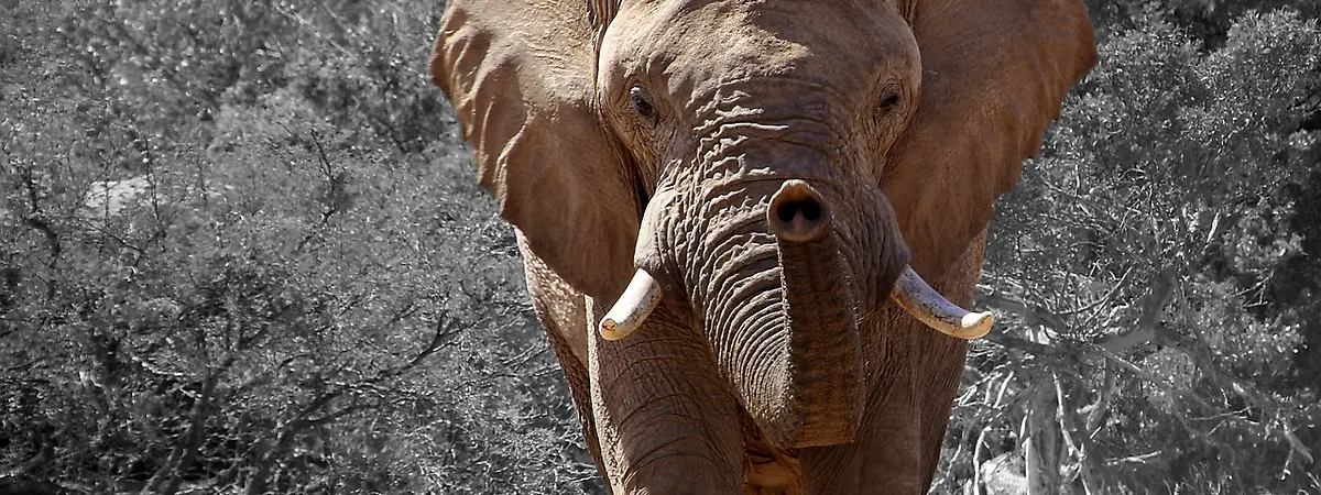 Elephant