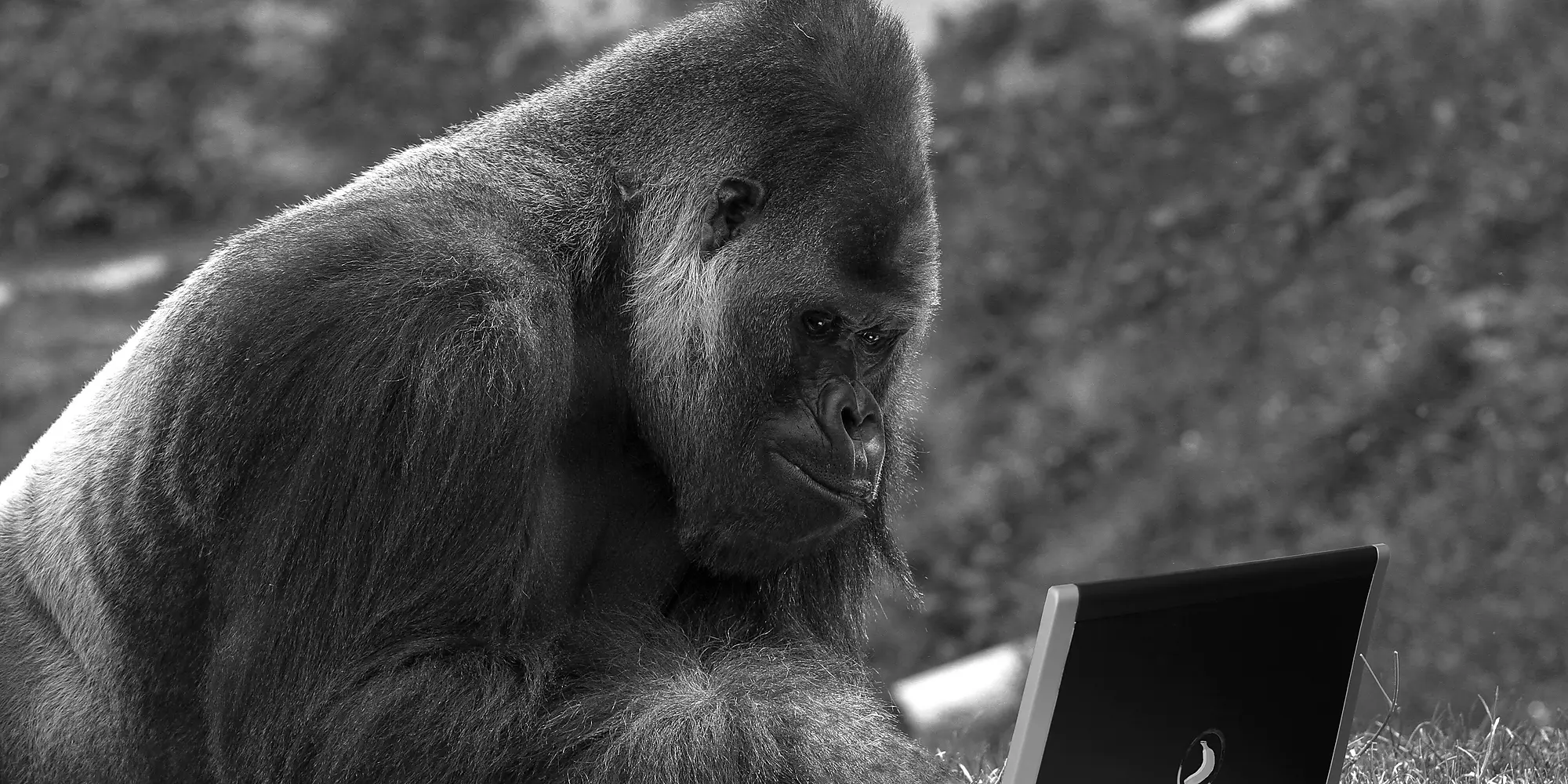 Monkey on a computer