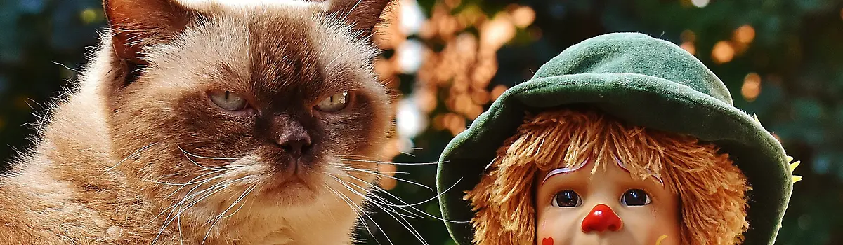 Disappointed cat