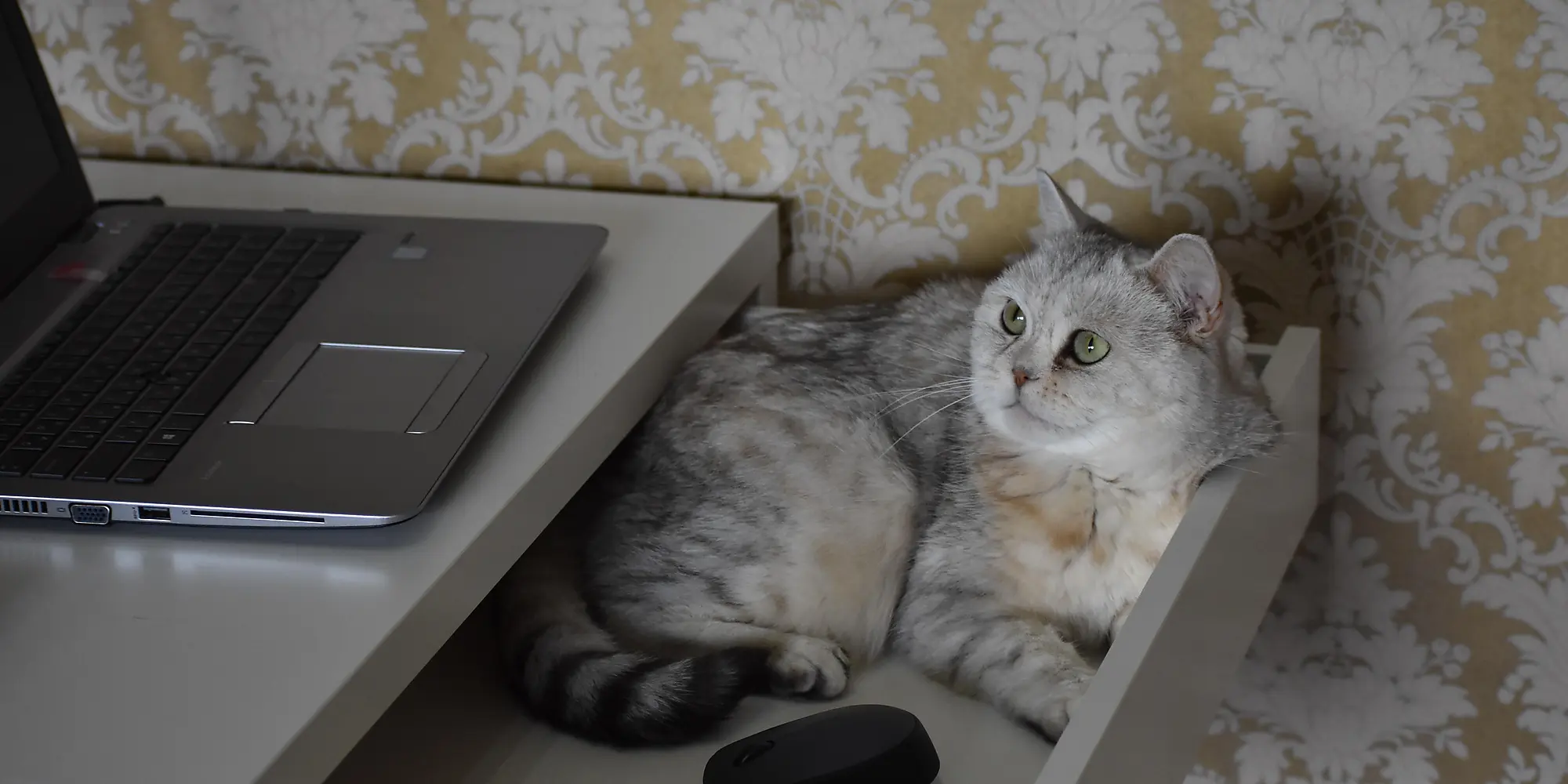 Cat with computer mouse