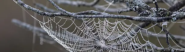 Spider web