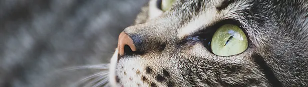 Up close photo of a Cat