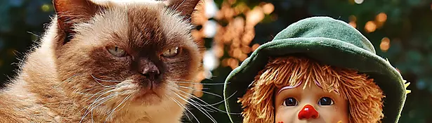 Disappointed cat