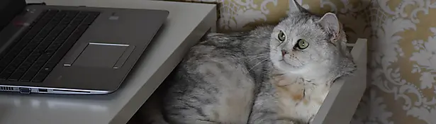 Cat with computer mouse